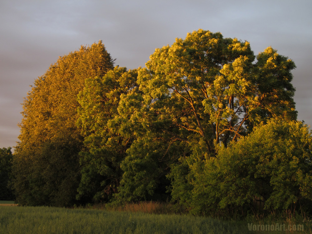 trees